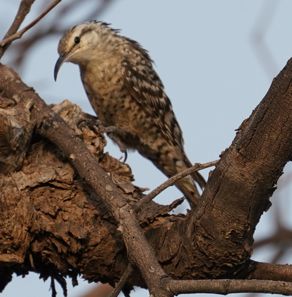 Indian Spotted Creeper - ML642761635