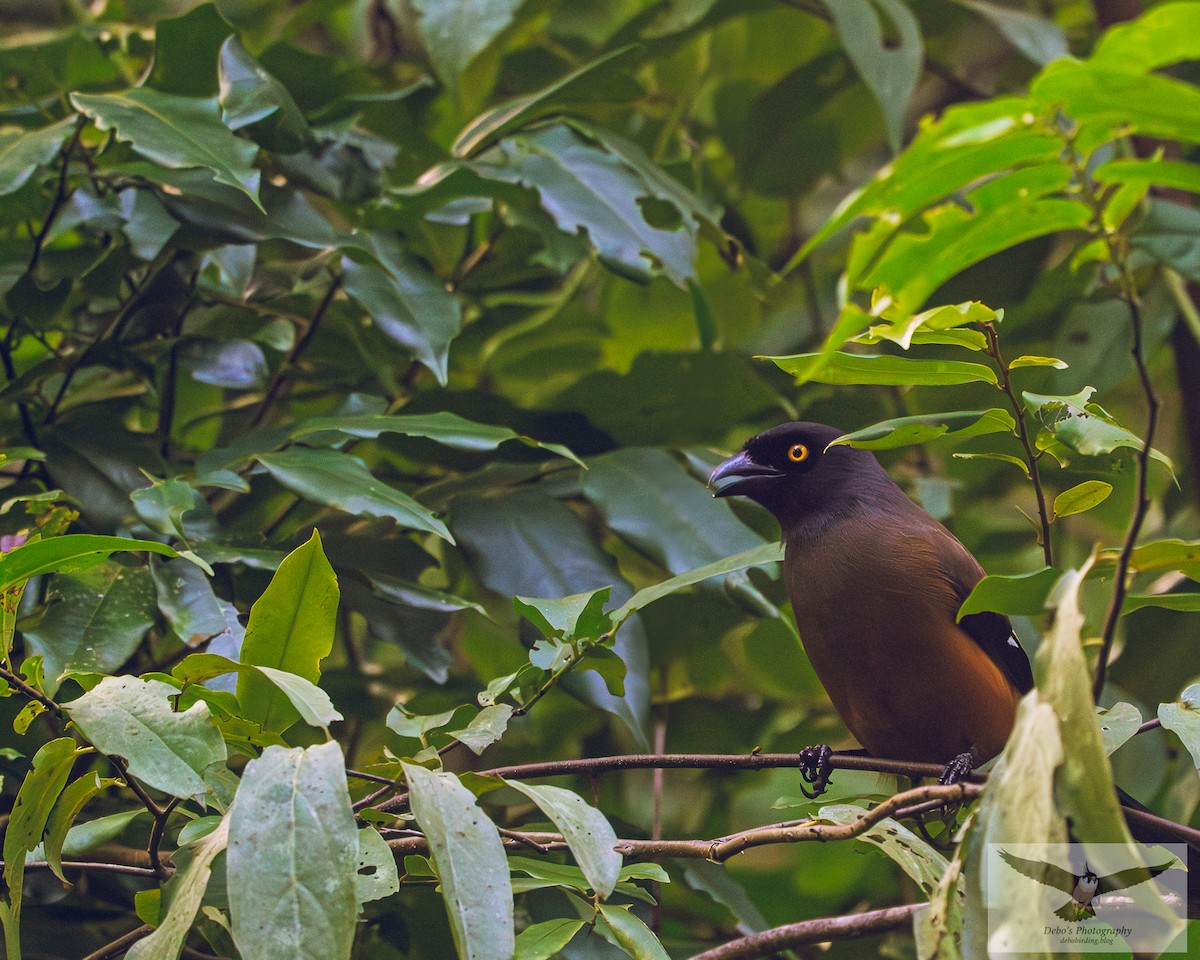Andaman Treepie - ML642761639