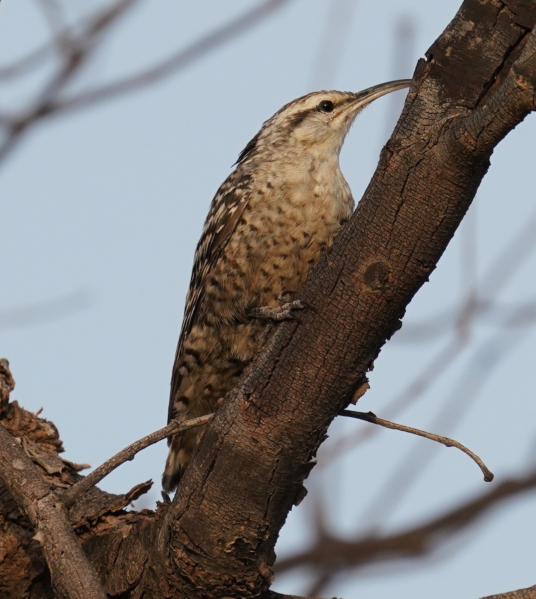 Indian Spotted Creeper - ML642761643