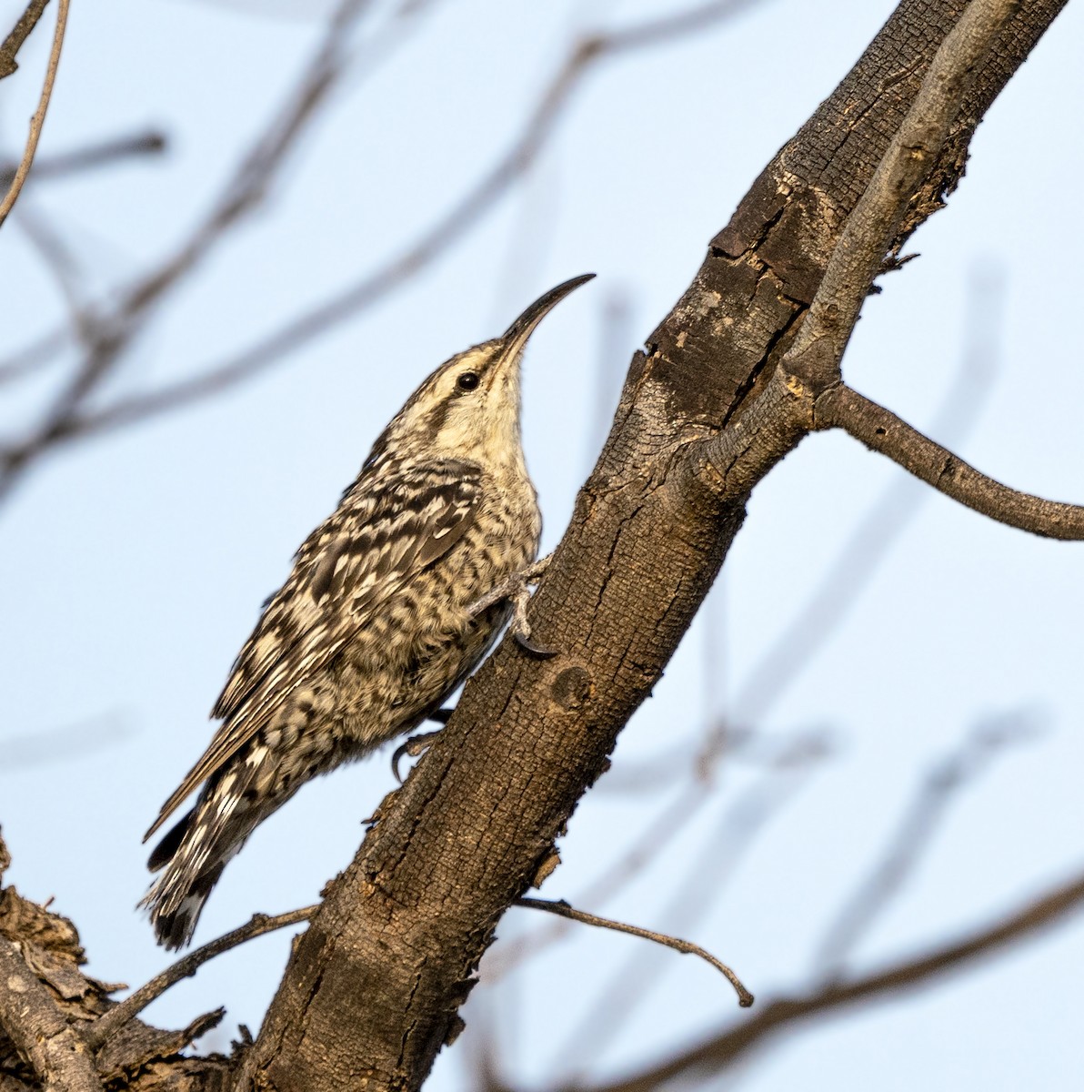 Indian Spotted Creeper - ML642761644
