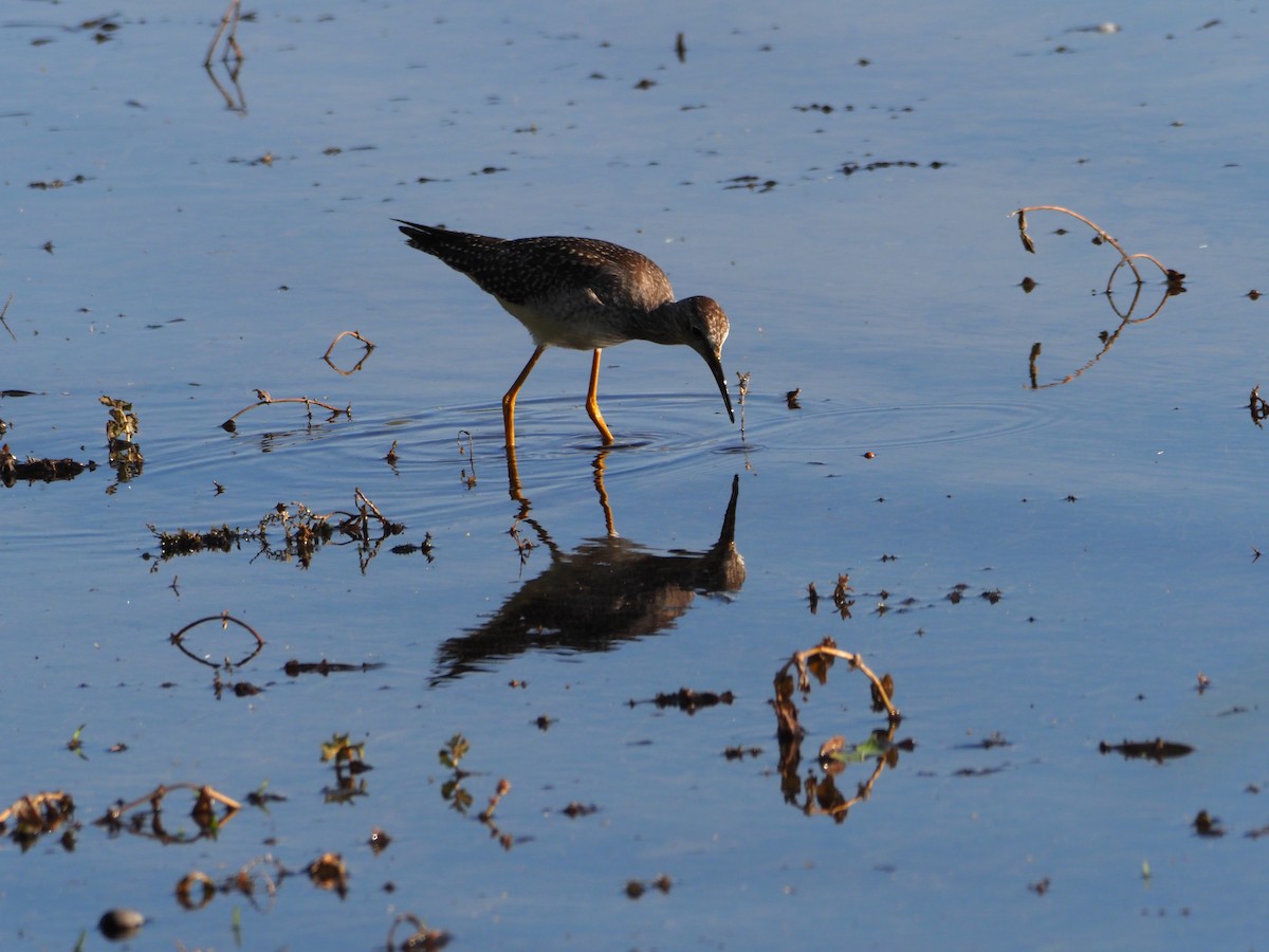 Greater Yellowlegs - ML642761659