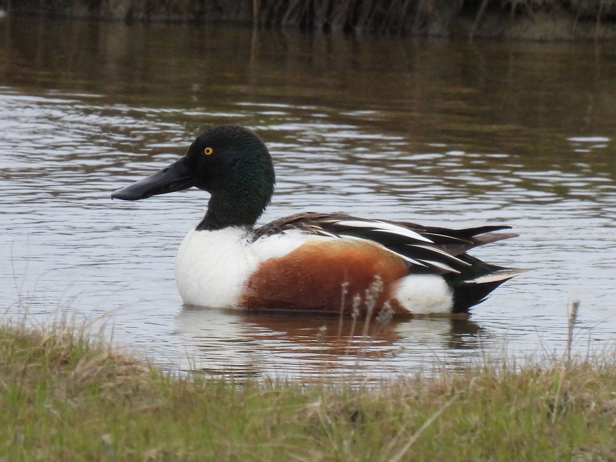 Northern Shoveler - ML642761663