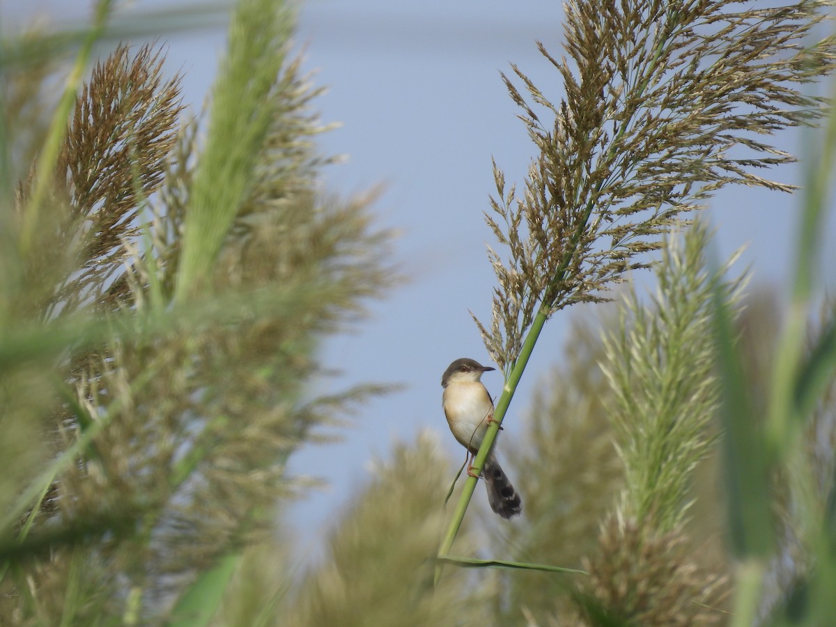 Ashy Prinia - ML642761670