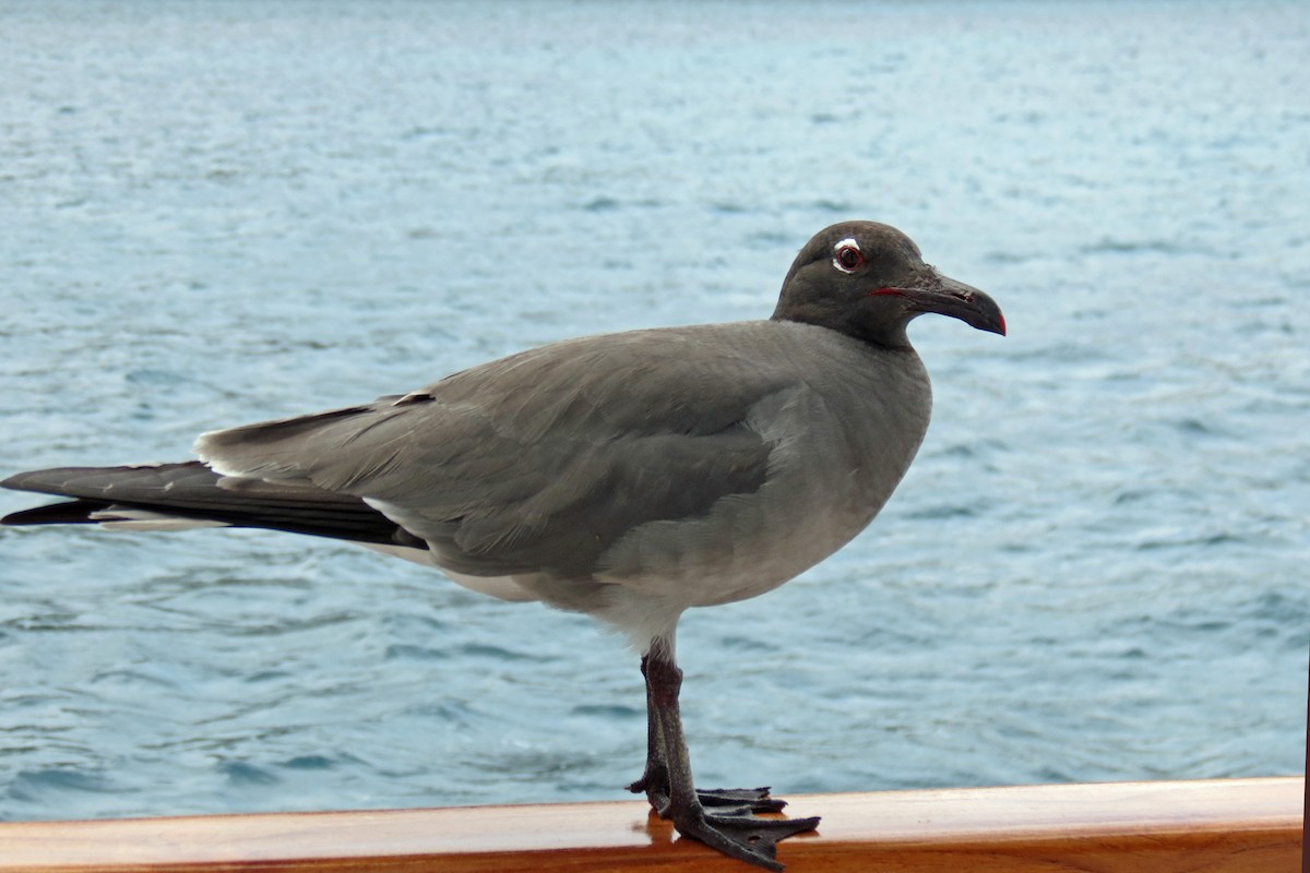 Lava Gull - ML642761675