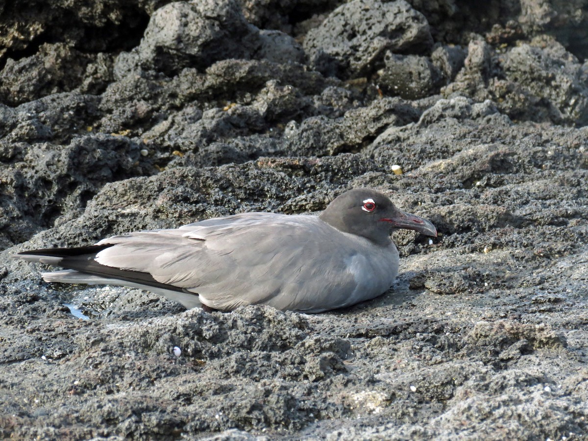 Lava Gull - ML642761677