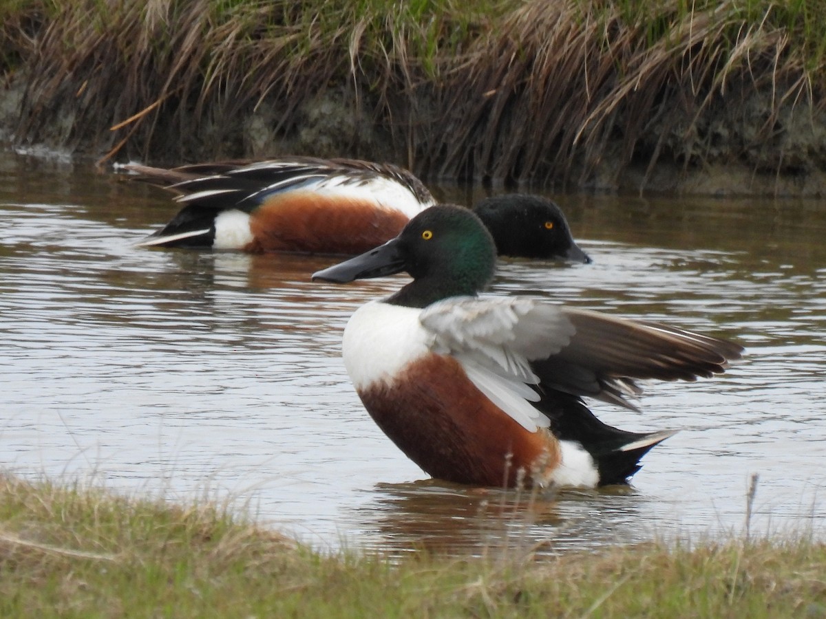 Northern Shoveler - ML642761682