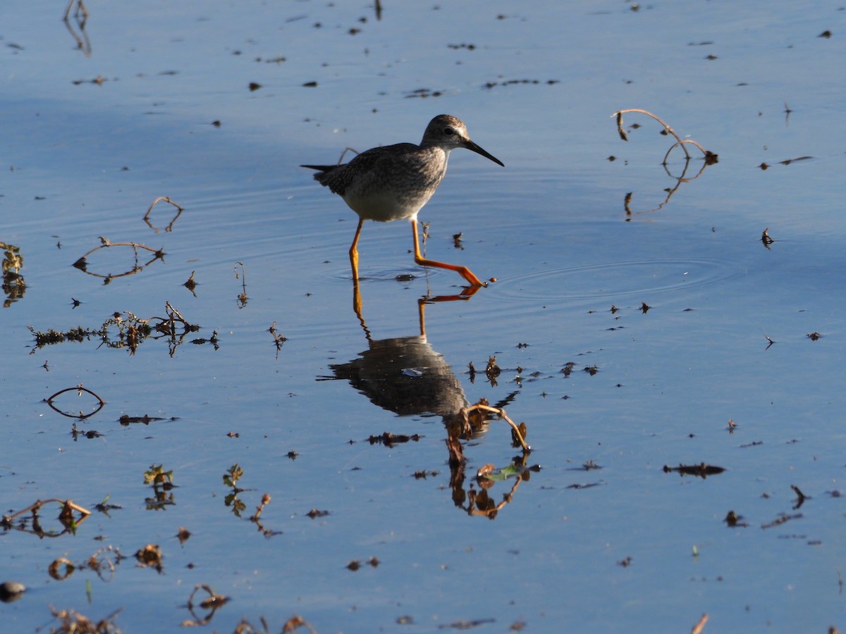 Greater Yellowlegs - ML642761688