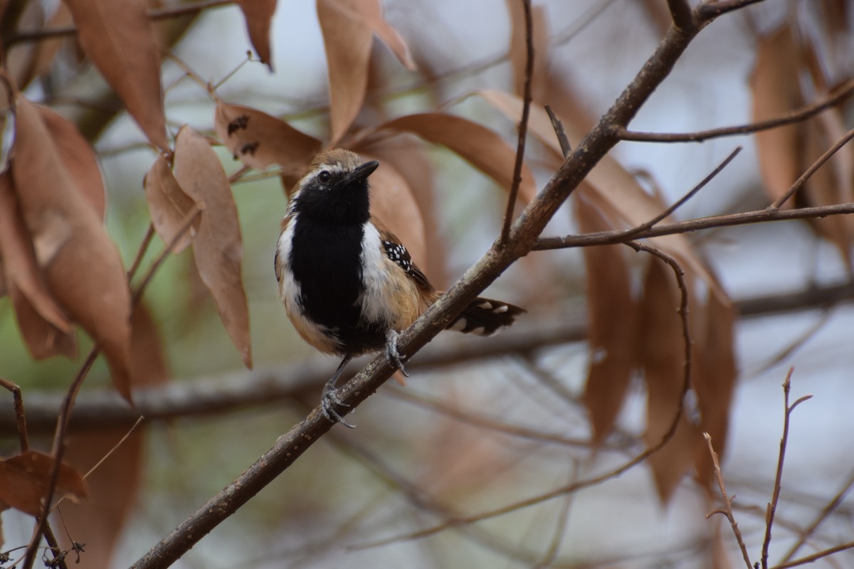 Rusty-backed Antwren - ML642761703