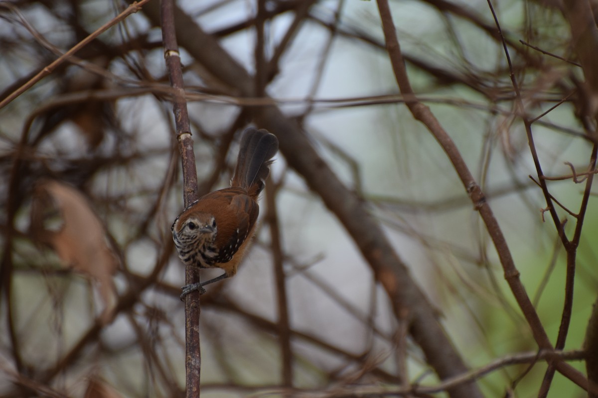 Rusty-backed Antwren - ML642761713