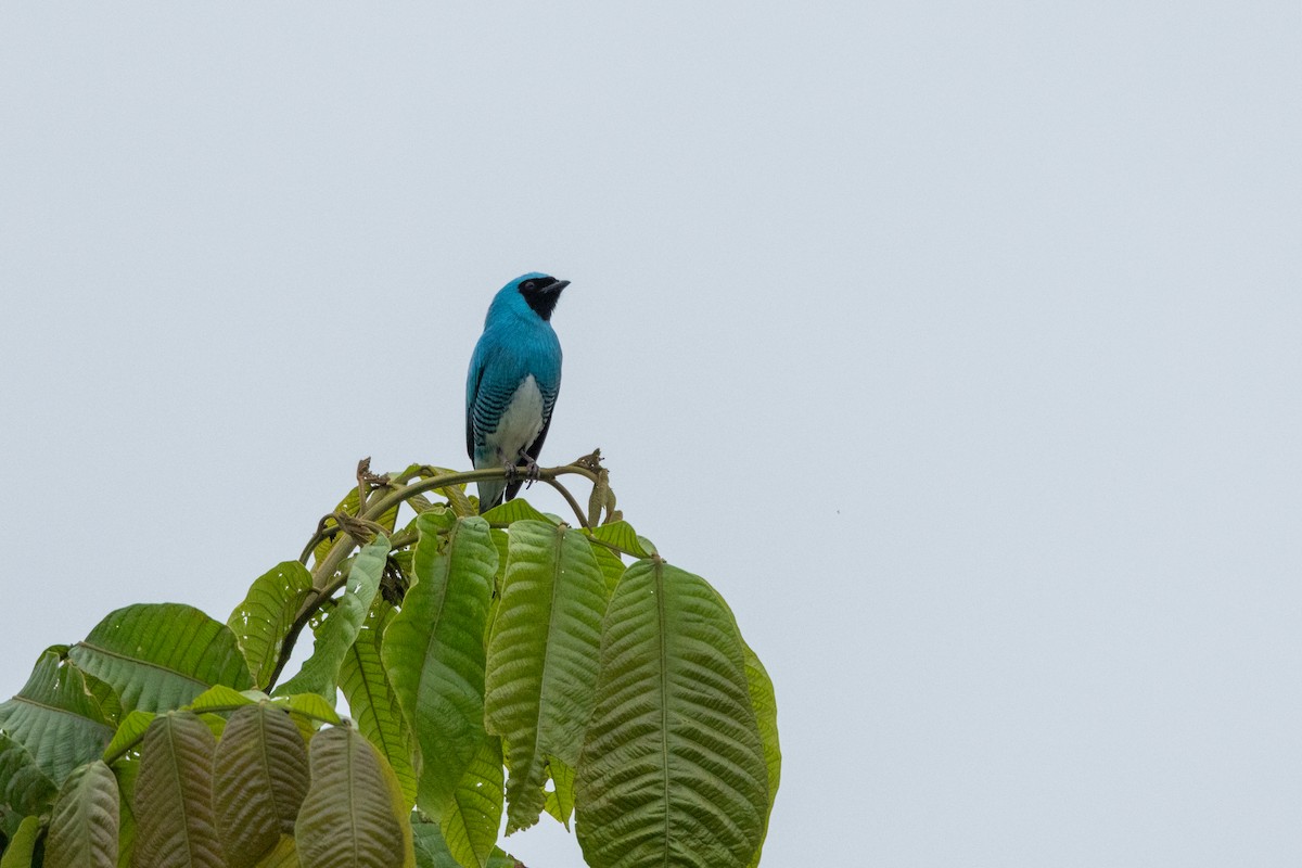 Swallow Tanager - ML642761727