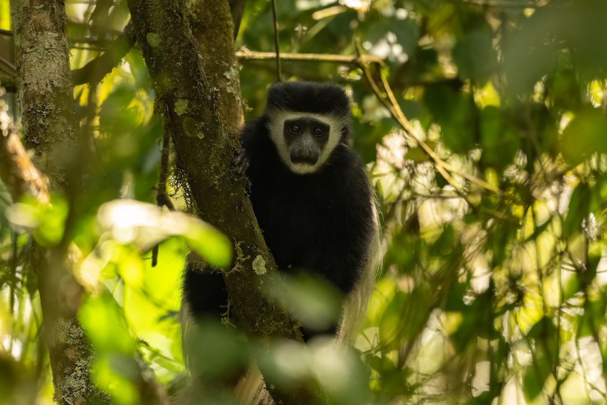 Mount Kilimanjaro Guereza - ML642761747