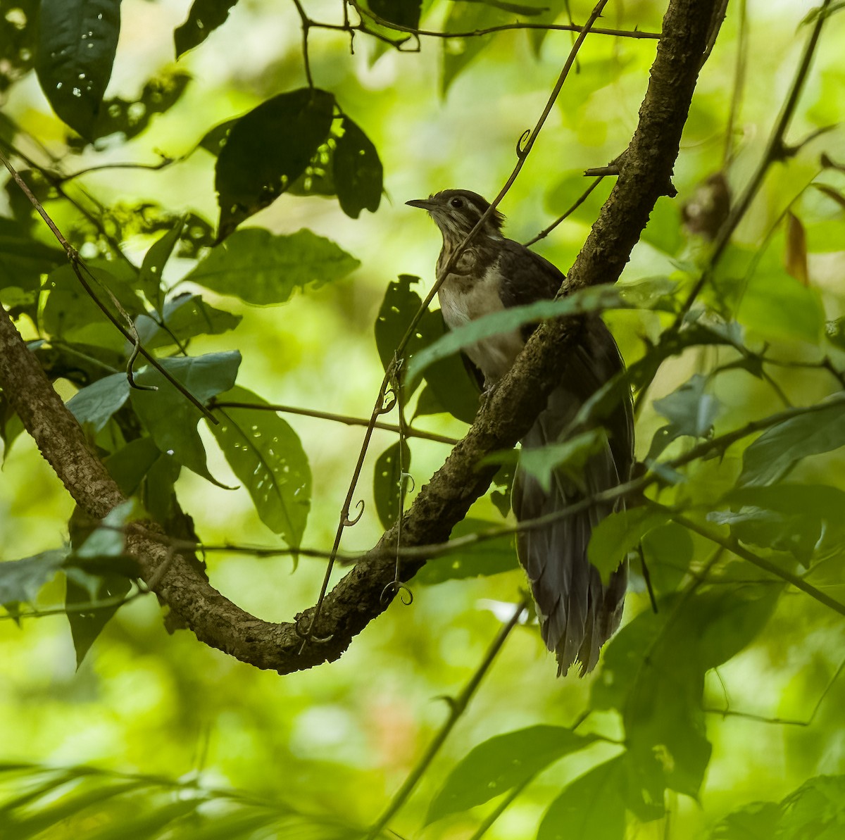 Pheasant Cuckoo - ML642761753