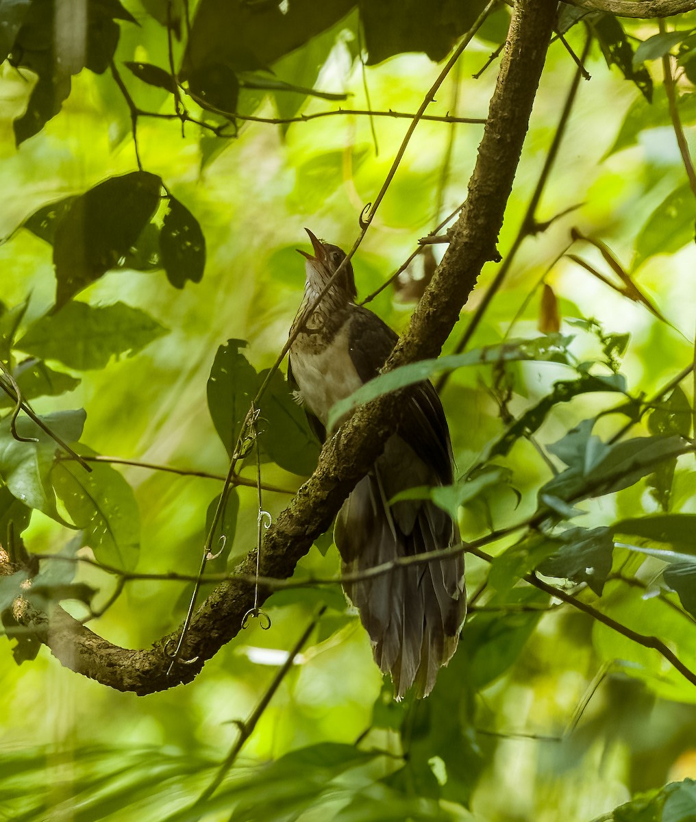 Pheasant Cuckoo - ML642761754