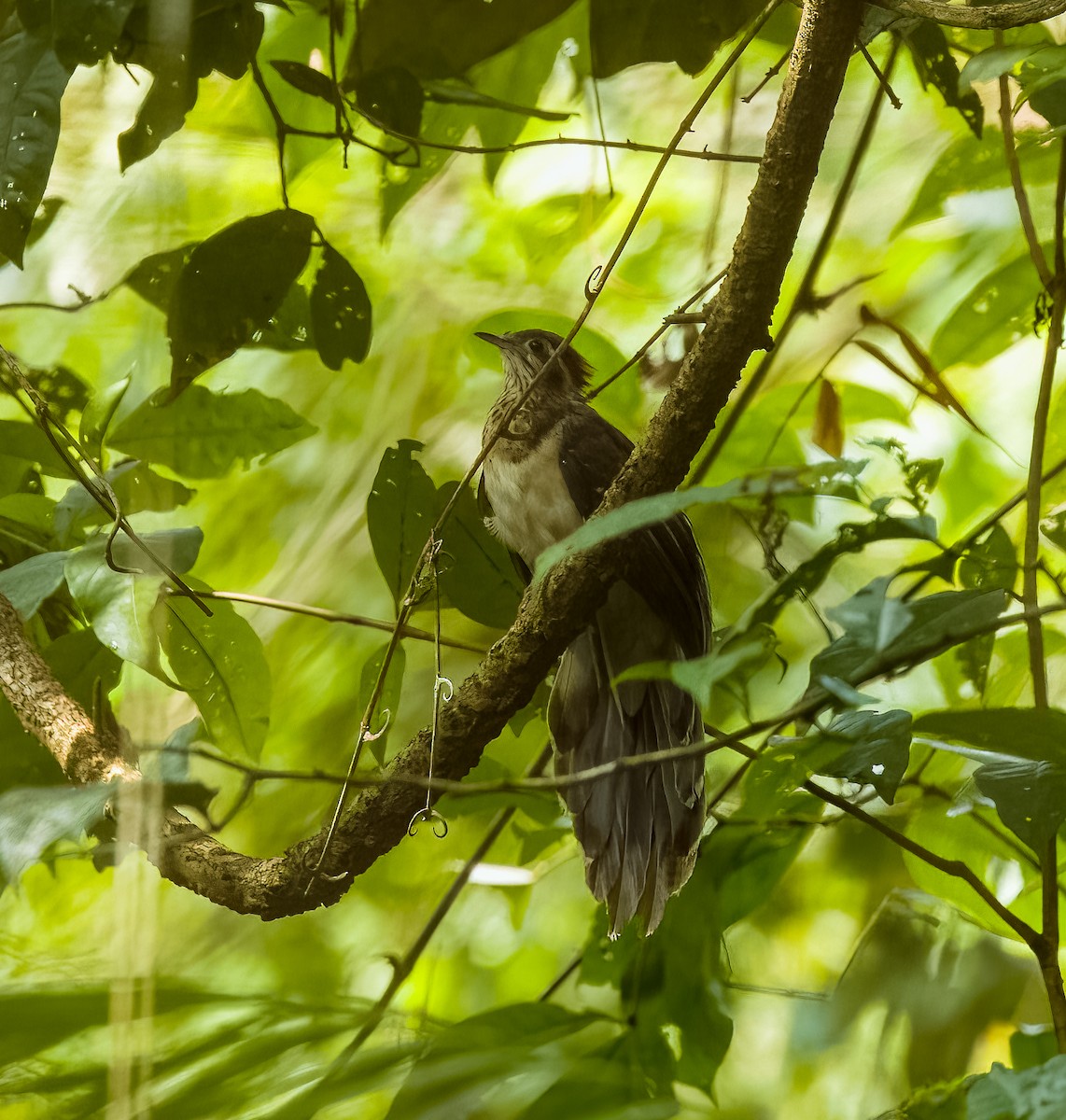 Pheasant Cuckoo - ML642761755