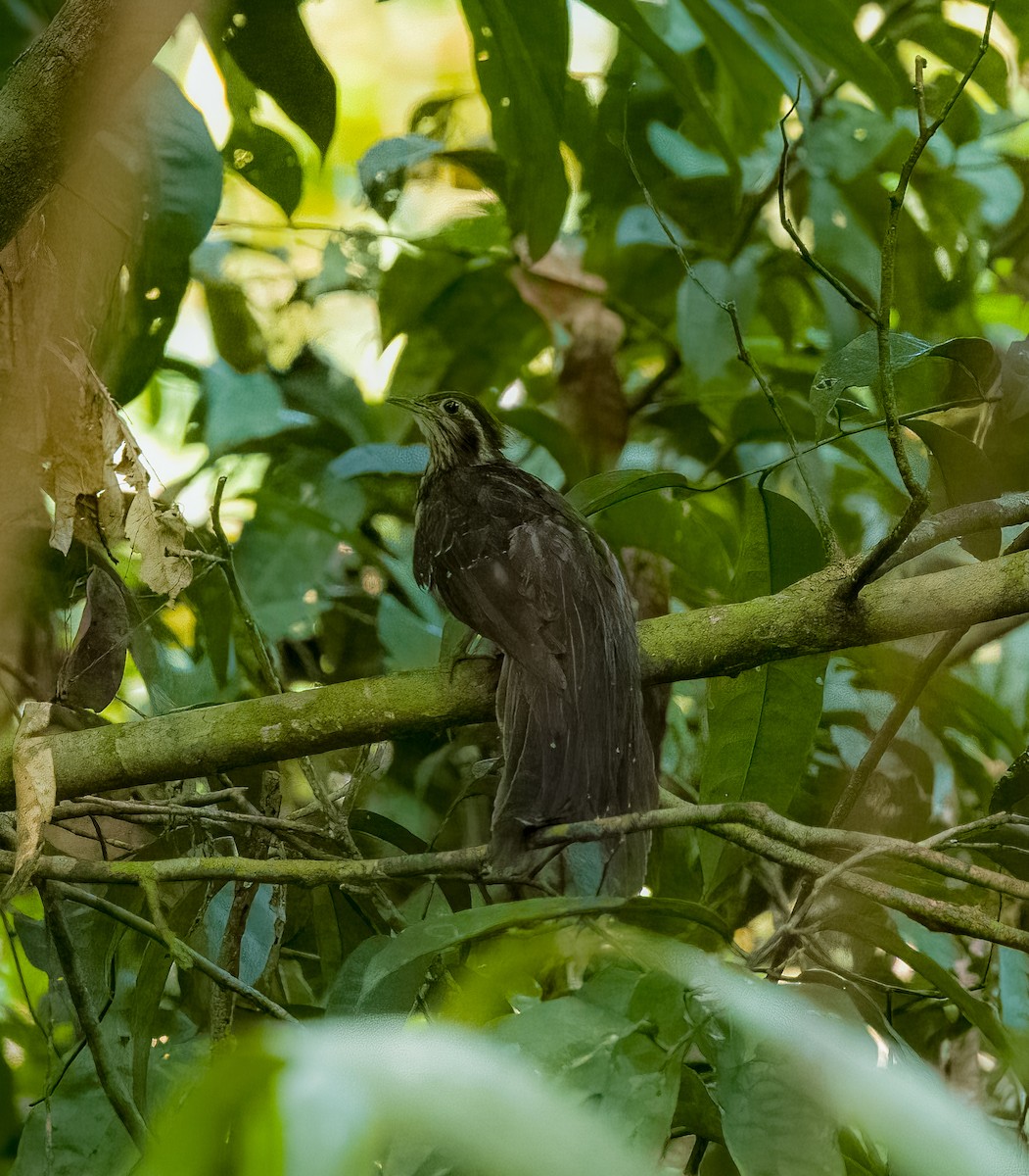 Pheasant Cuckoo - ML642761756