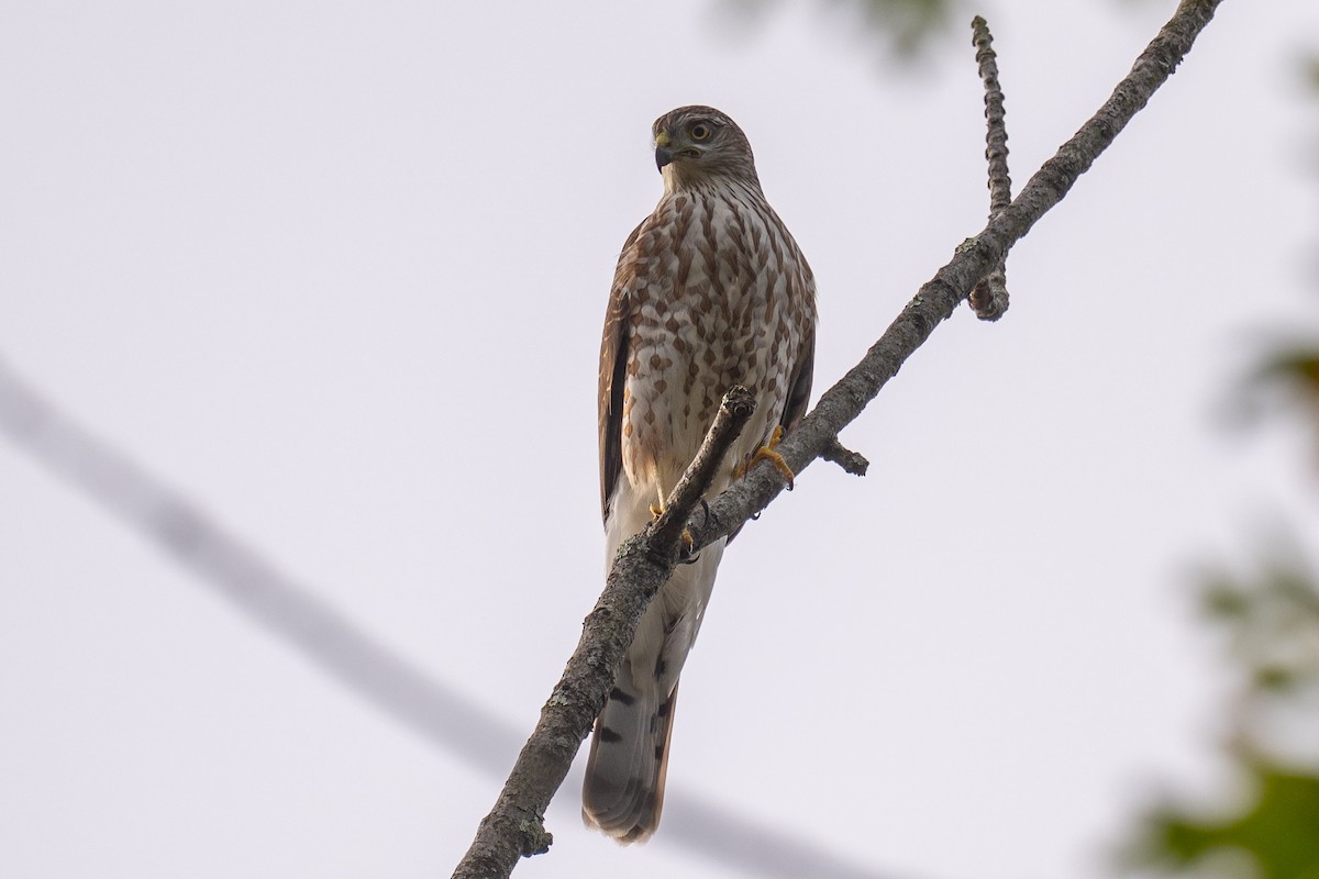 Sharp-shinned/Cooper's Hawk - ML642761792