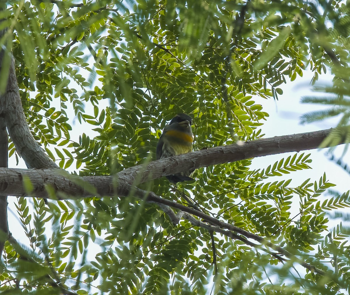 Lemon-throated Barbet - ML642761793