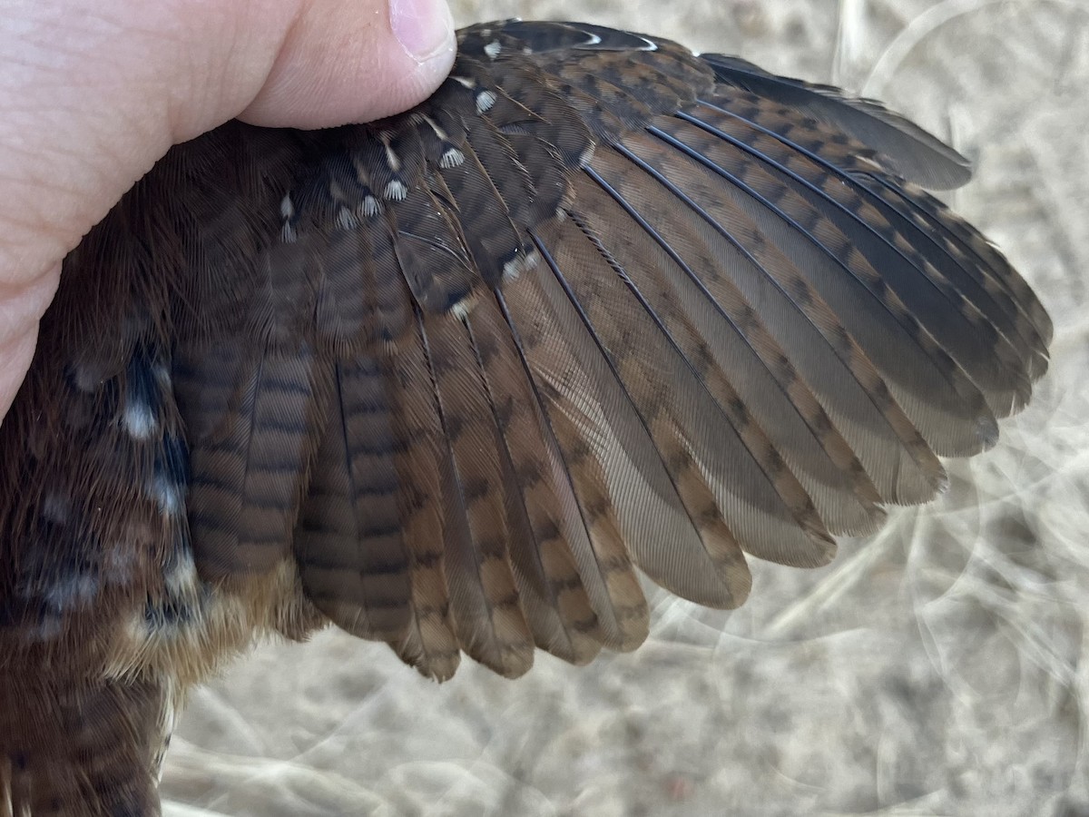 Carolina Wren - ML642761794