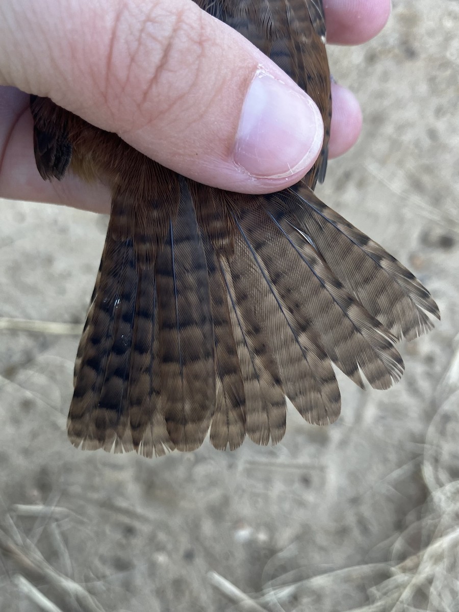 Carolina Wren - ML642761795