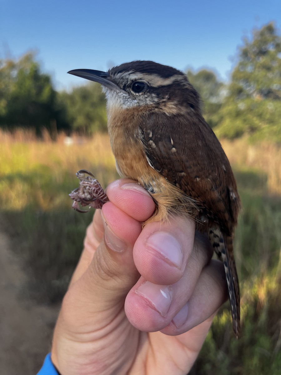 Carolina Wren - ML642761796