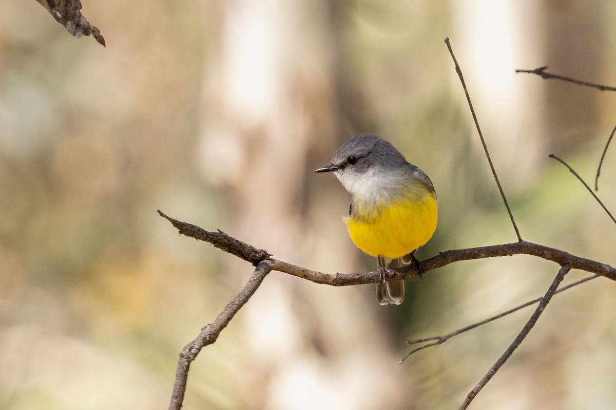 Western Yellow Robin - ML642761811