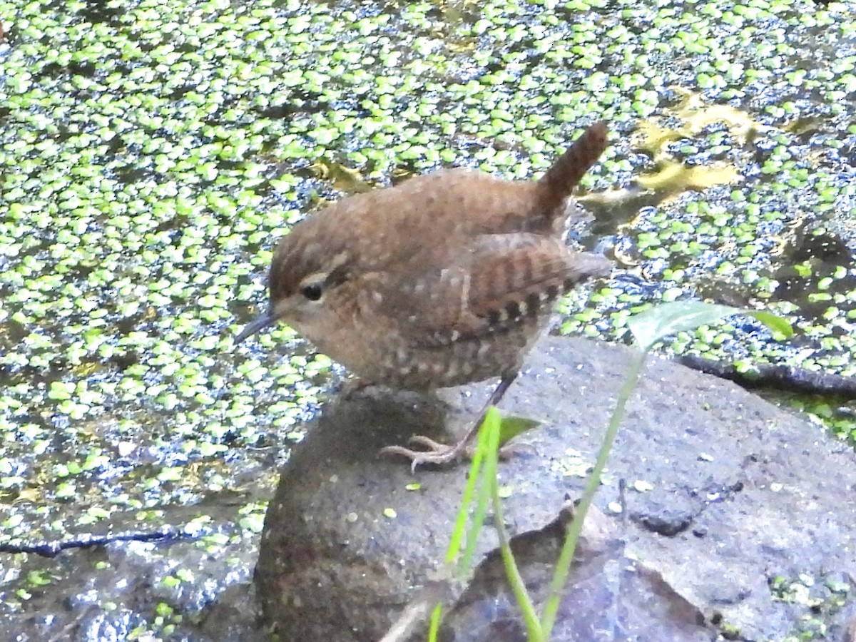 Winter Wren - ML642761836
