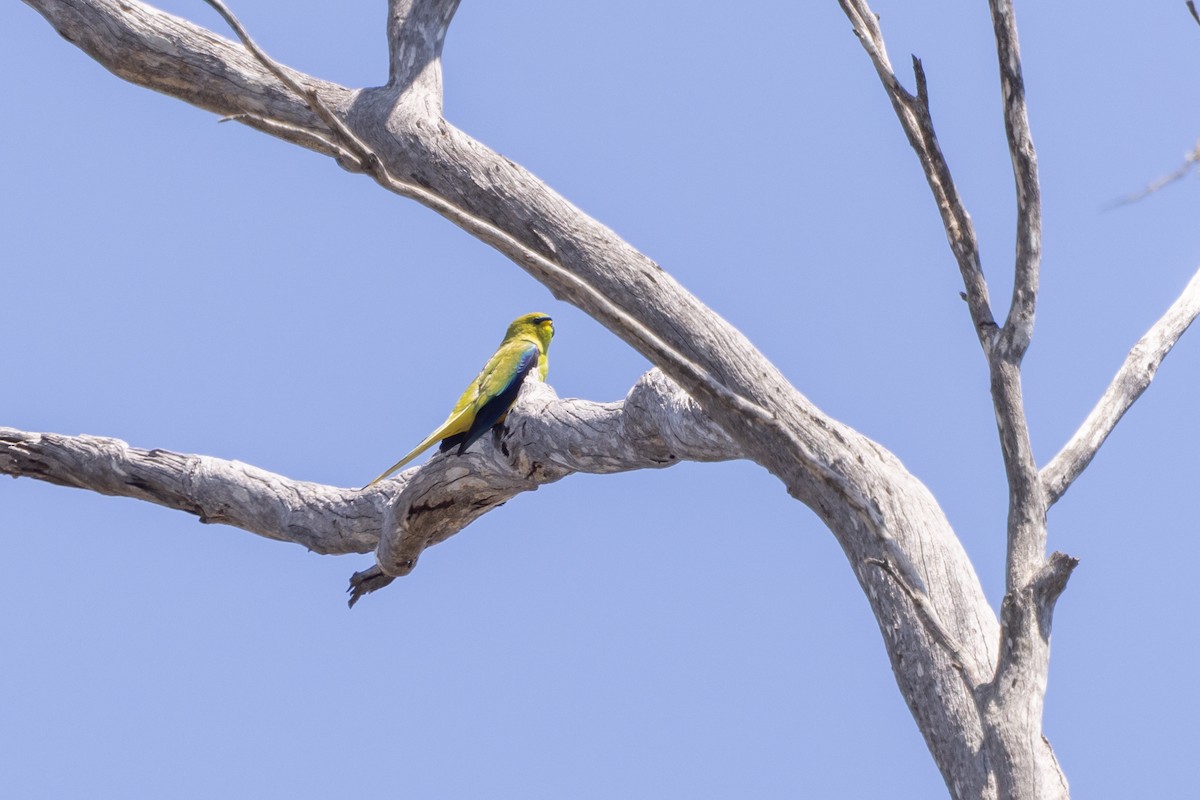 Elegant Parrot - ML642761845