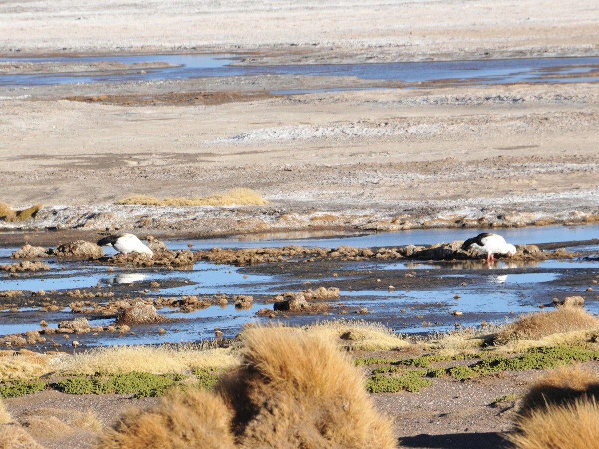 Andean Goose - ML642761847