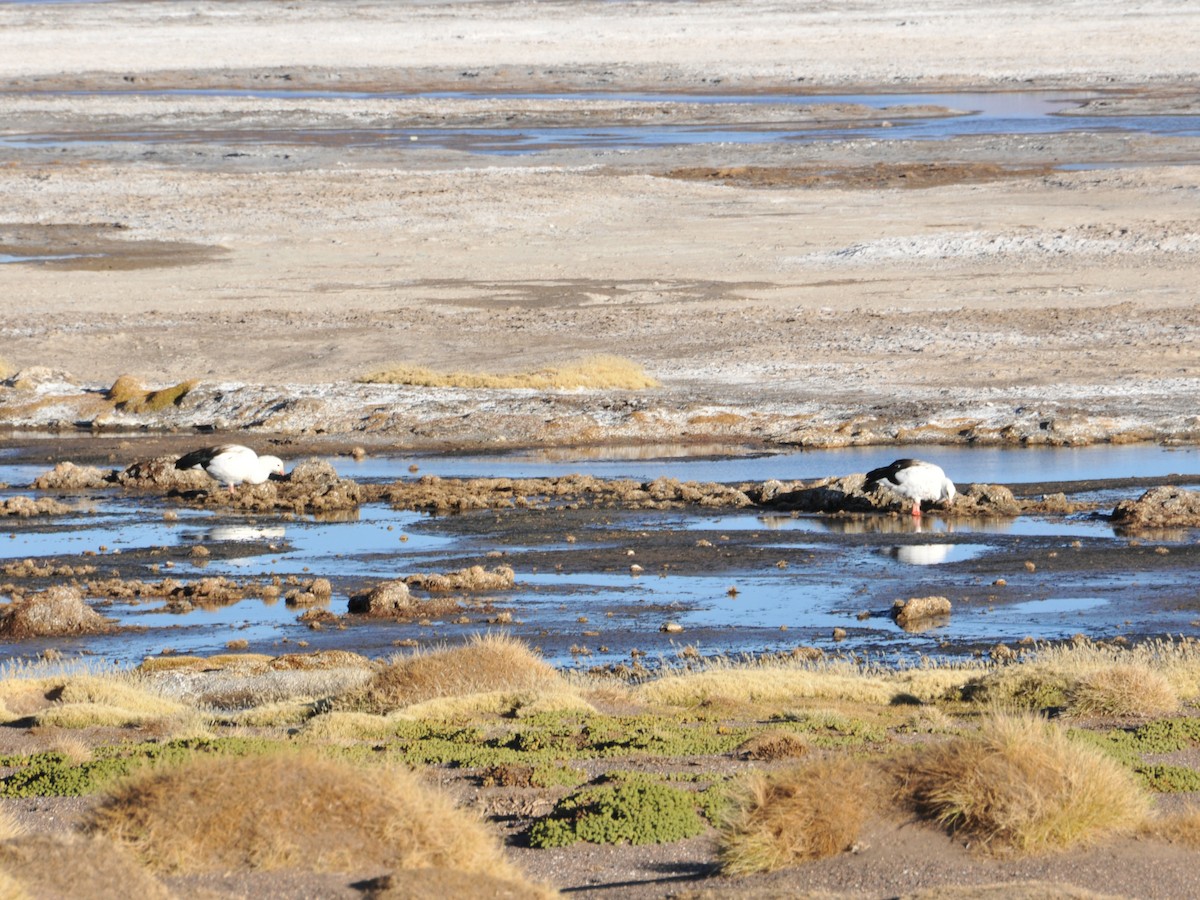 Andean Goose - ML642761848