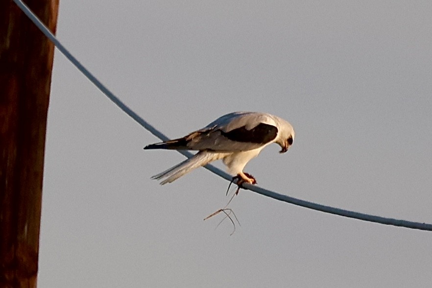 White-tailed Kite - ML642761851