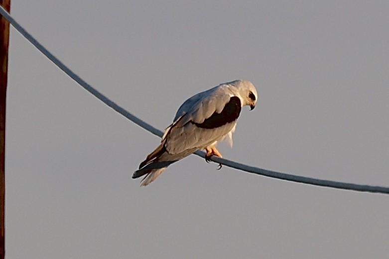 White-tailed Kite - ML642761852