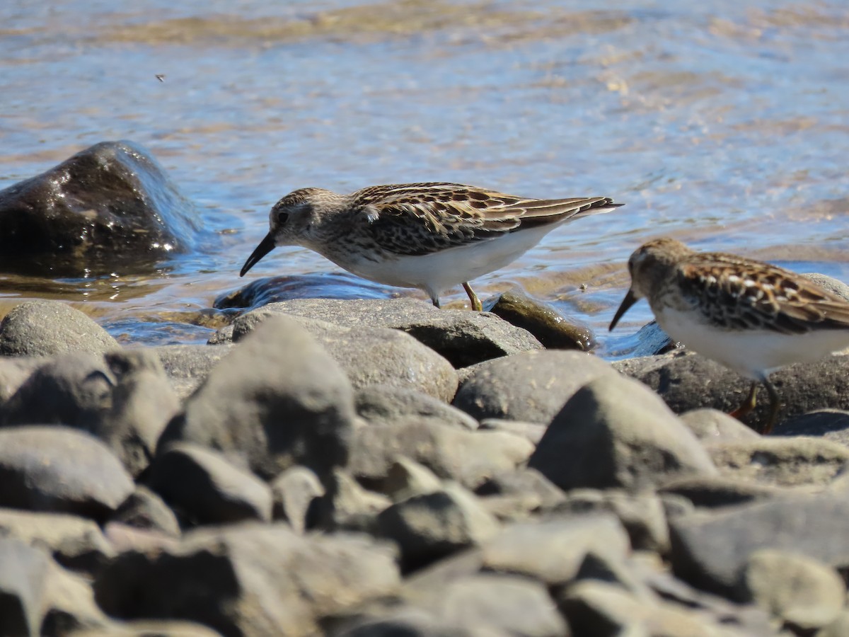 jespák drobný - ML642761854