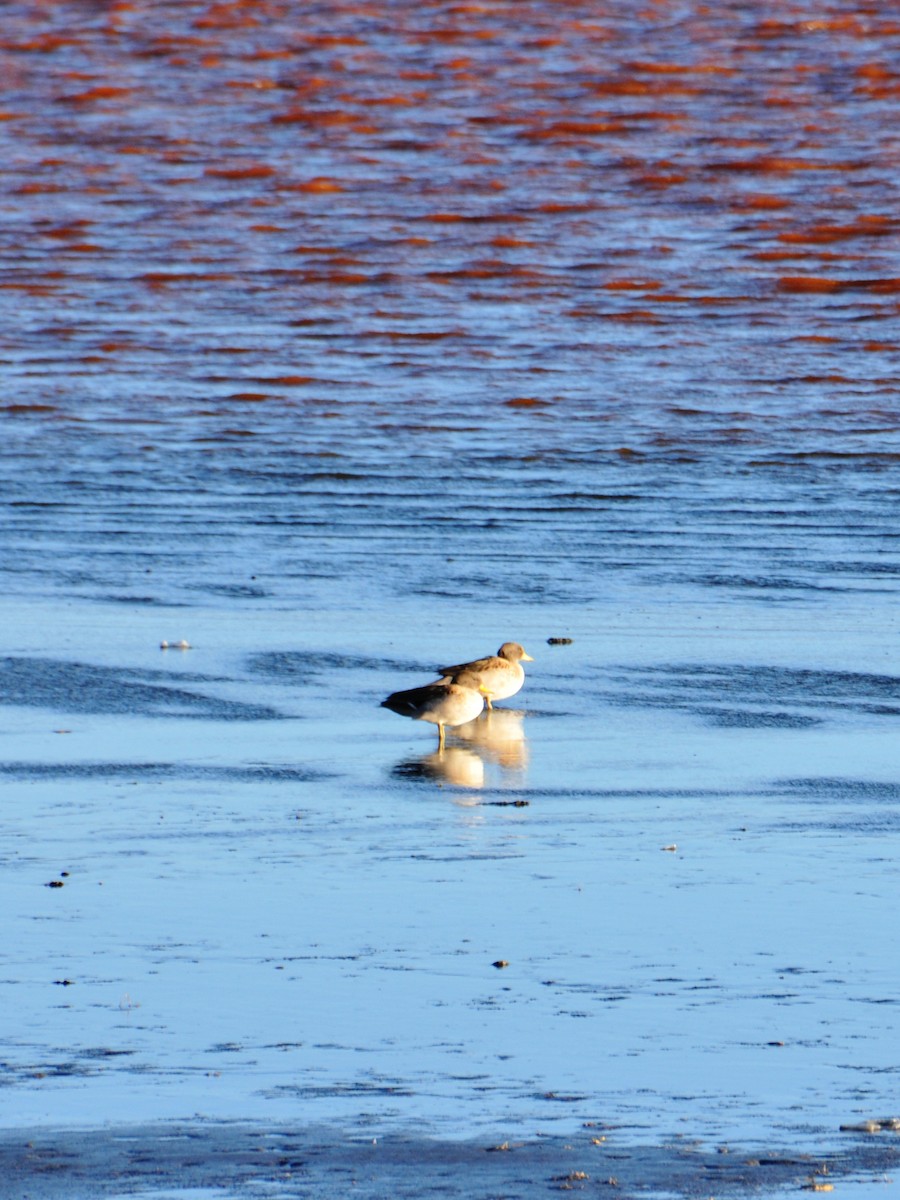 Yellow-billed Teal - ML642761860