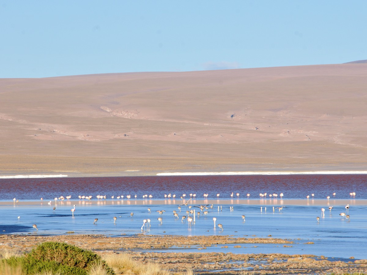 James's Flamingo - ML642761883