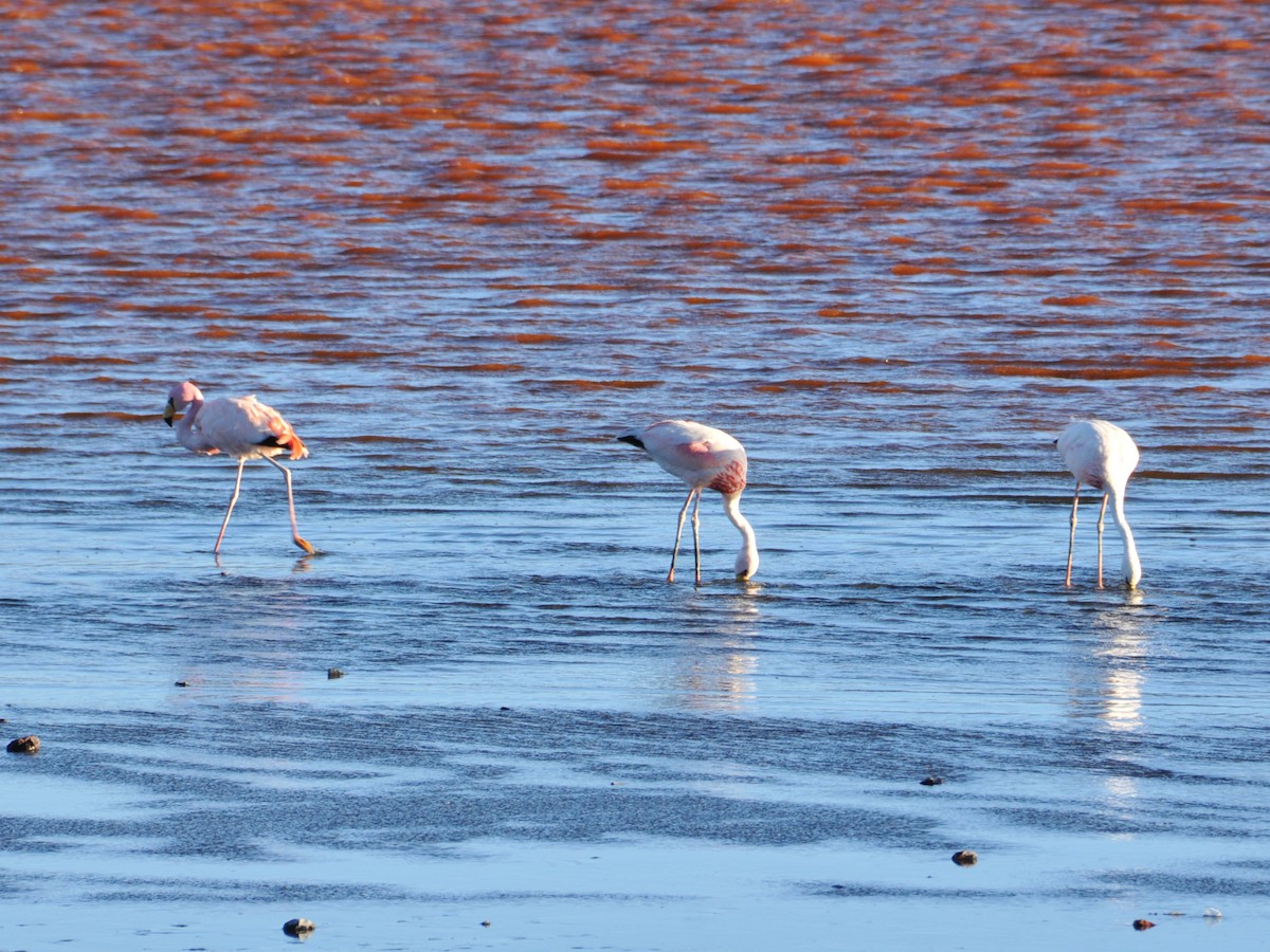 James's Flamingo - ML642761884