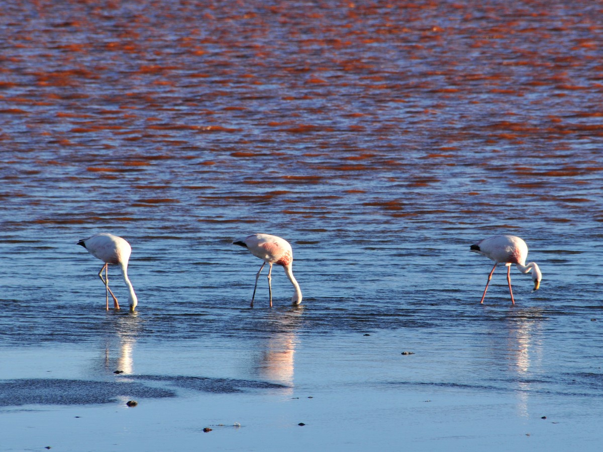 James's Flamingo - ML642761885