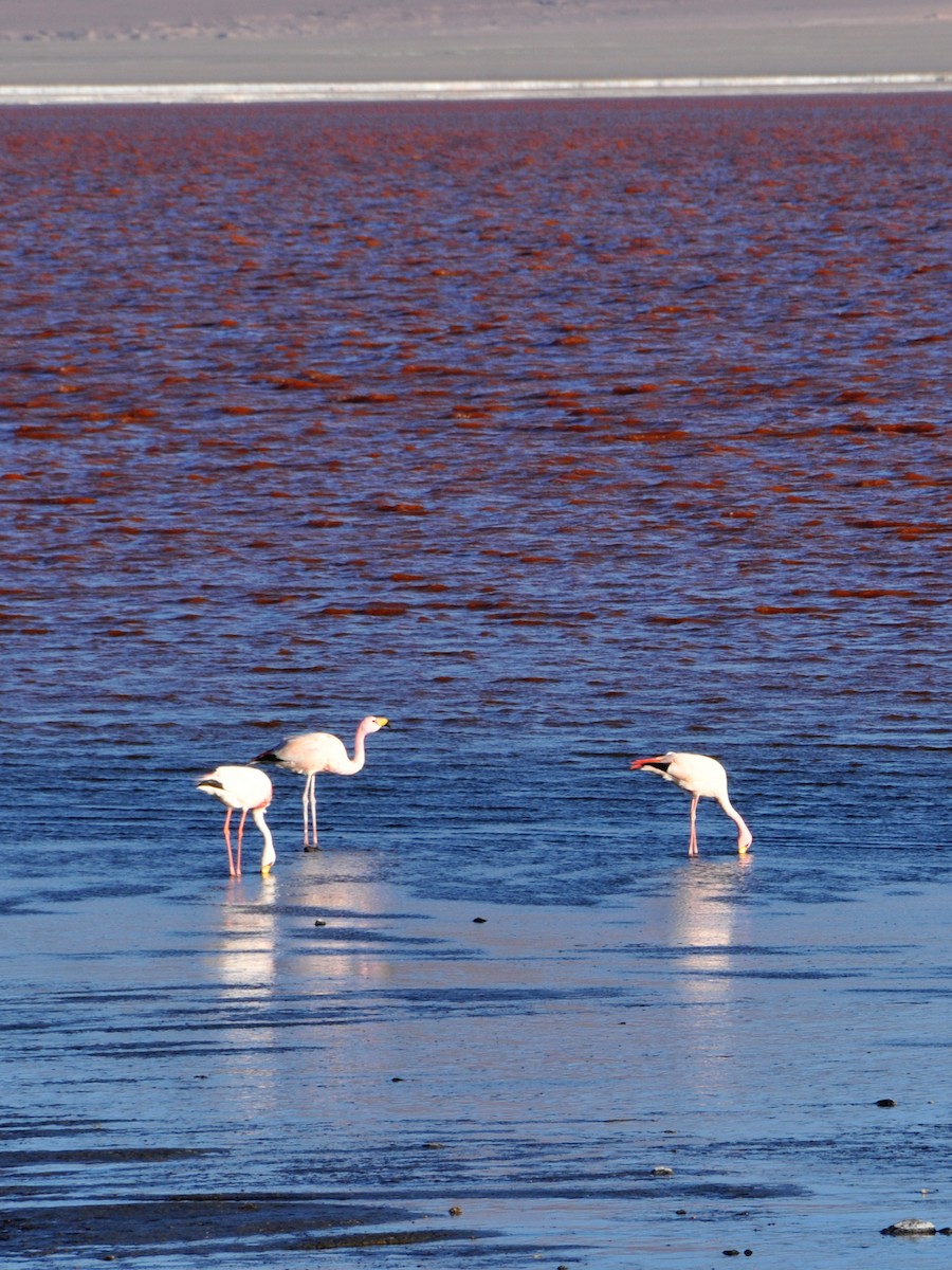 James's Flamingo - ML642761886