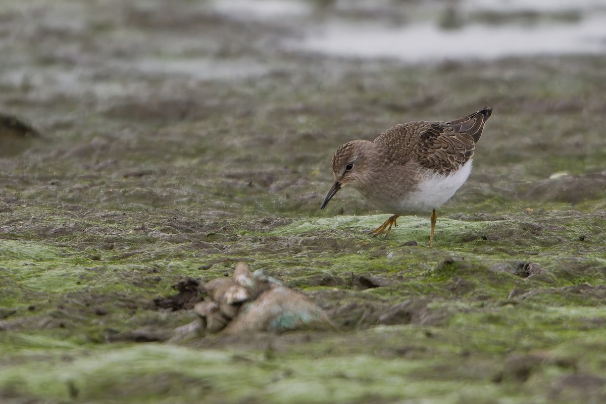 temmincksnipe - ML642761891