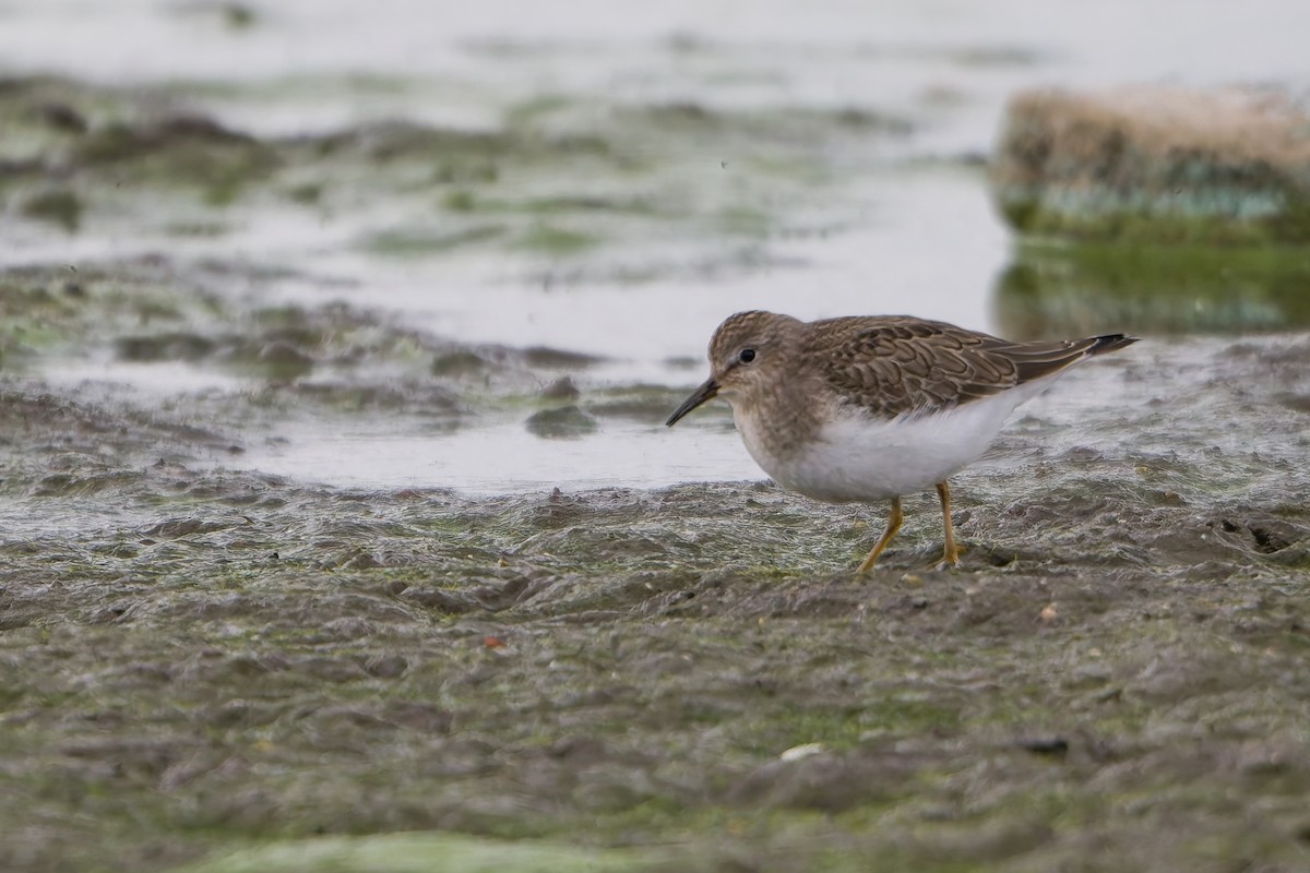 temmincksnipe - ML642761892