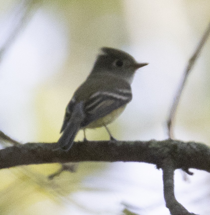 Hammond's Flycatcher - ML642761896