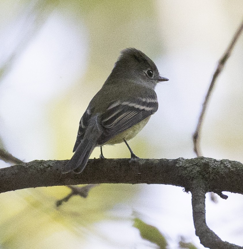 Hammond's Flycatcher - ML642761897