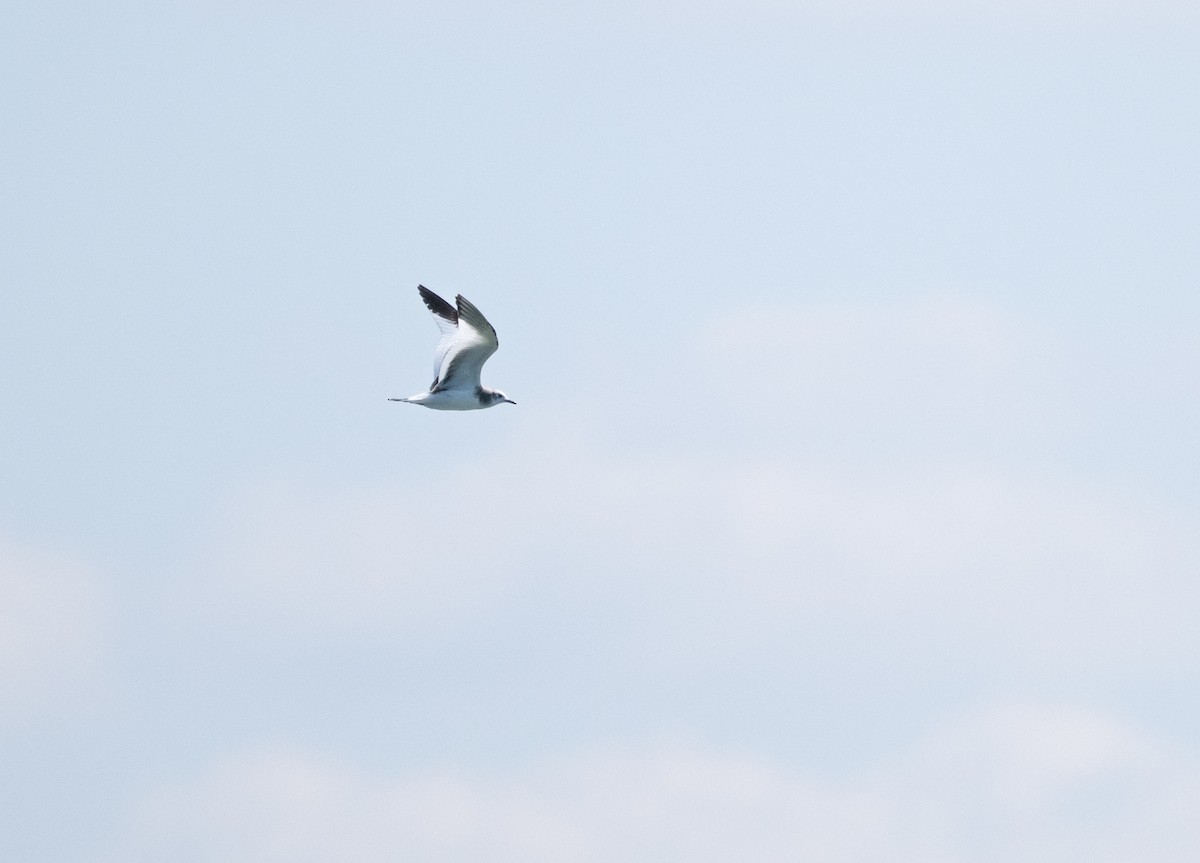Sabine's Gull - ML642761898