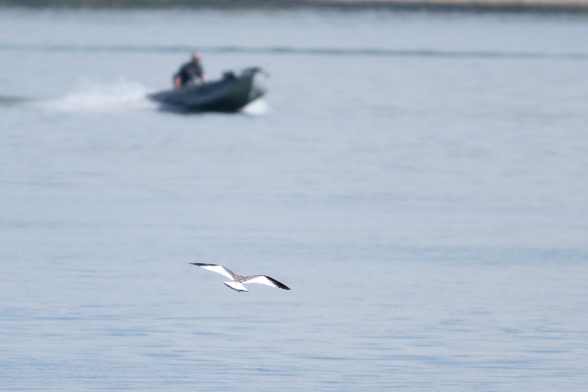 Sabine's Gull - ML642761899