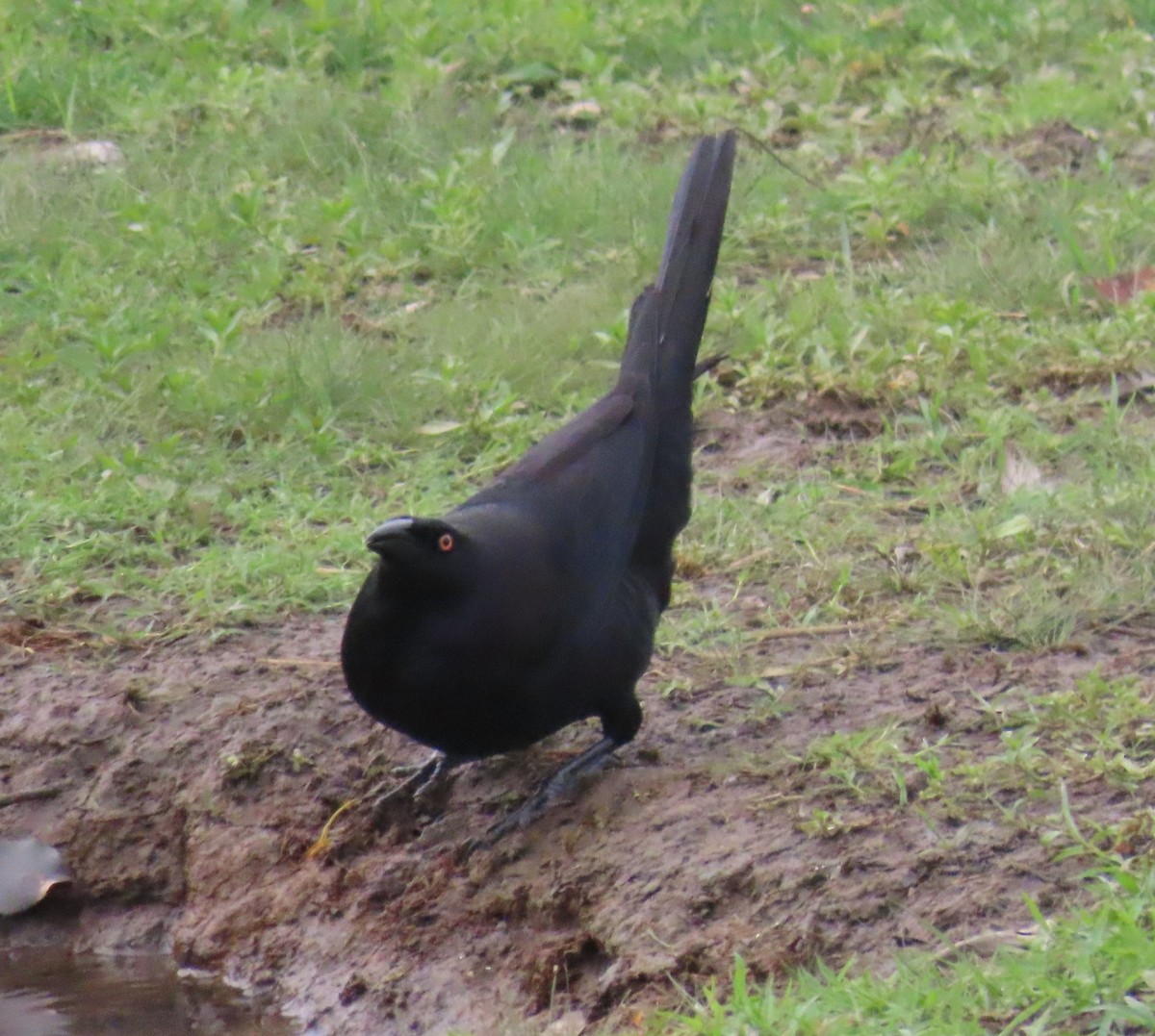 Giant Cowbird - ML642761906