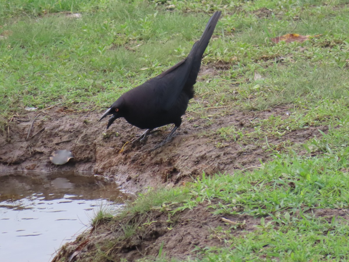 Giant Cowbird - ML642761911