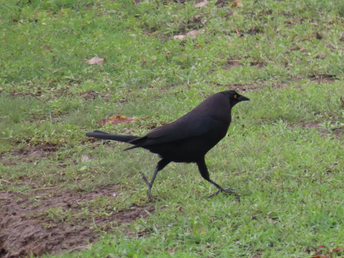 Giant Cowbird - ML642761914