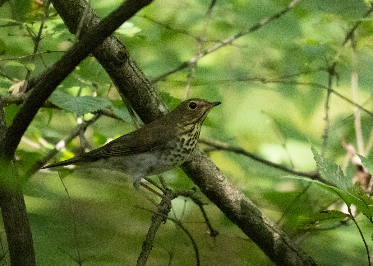 Swainson's Thrush - ML642761927