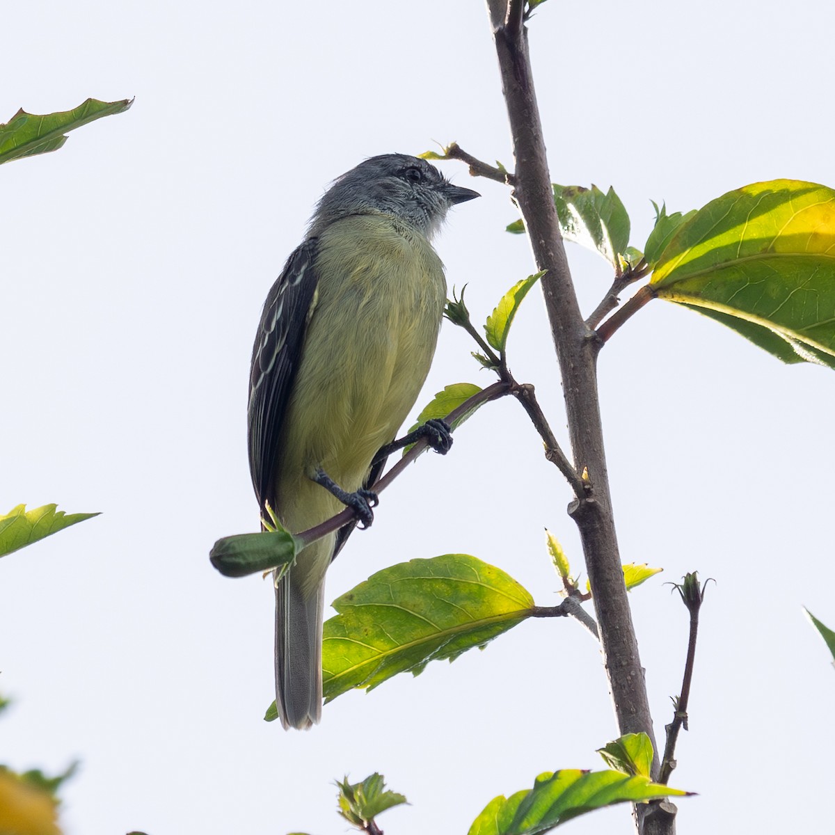 Yellow-crowned Tyrannulet - ML642761932