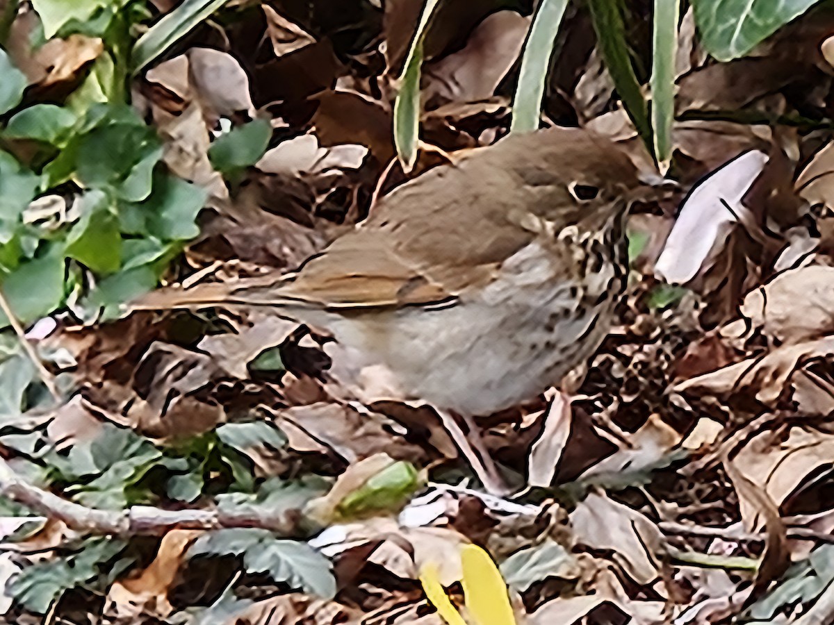Hermit Thrush - ML642761935