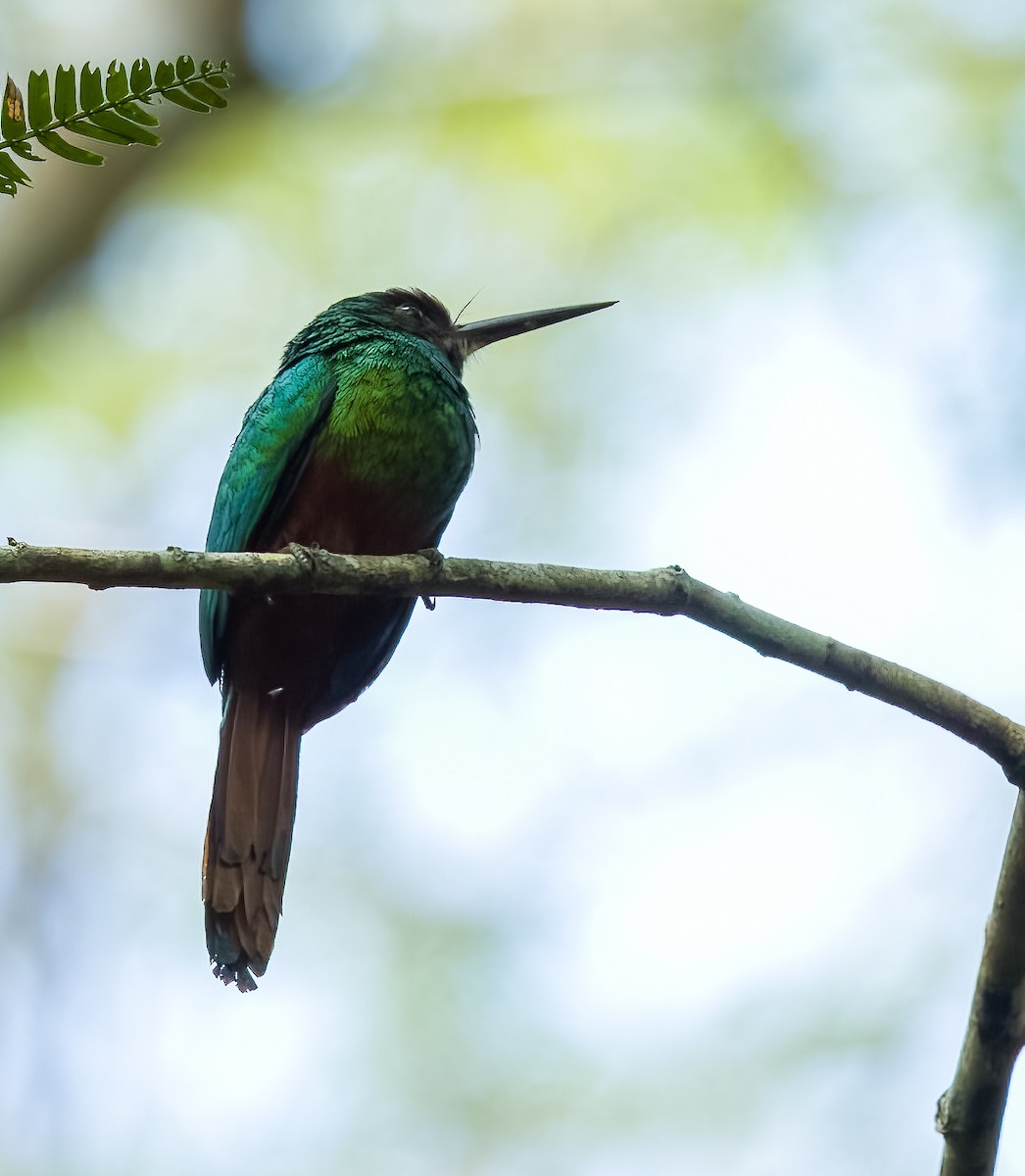White-chinned Jacamar - ML642761947